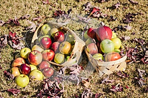 Harvest of Apples, Baskets of Different Varieties
