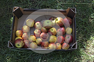 Harvest of apples in the pasteboard box