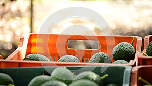 Harvest of avocado fruit in boxes