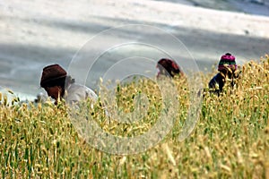 Harvest in a barley field, Himalaya.
