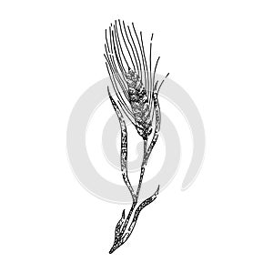 harvest barley sketch hand drawn vector