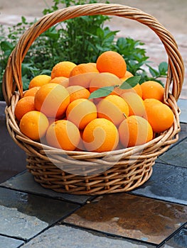 Harvest Basket Filled with Fresh Picked Valencia Oranges