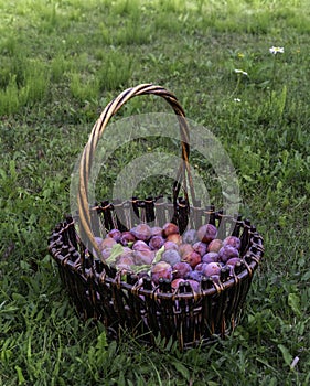 Harvest in a basket, fresh plums in the summer garden, in countryside