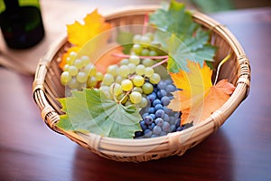 harvest basket full of tempranillo grapes, vine leaves