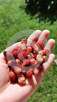 Harvest berry on my garden this morning