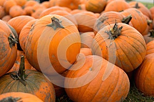 Harvest of big pumpkins on the field. October.