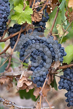 harvest of blue grapes. fields vineyards ripen grapes for wine .