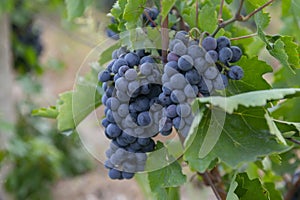 Fields vineyards ripen grapes for wine