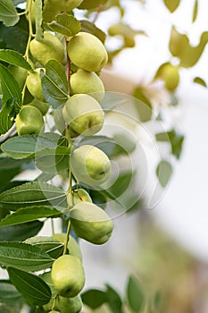 Harvest branch jujube. Green unabi growing in the garden