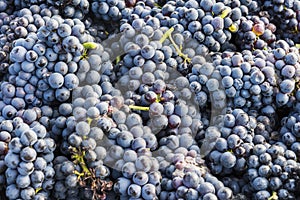 Harvest Bunch Pinot Noir Grapes