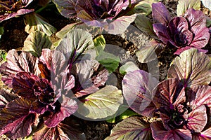 Harvest of cabbage in the garden beds. Organic food without GMOs