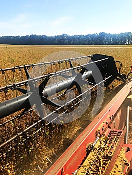 Harvest campaign. Field arrays of soybeans without GMOs