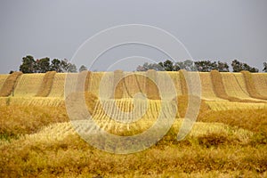 Harvest Canola Swath Saskatchewan