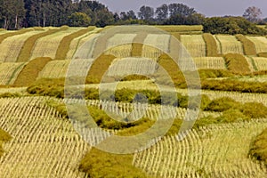 Harvest Canola Swath Saskatchewan photo