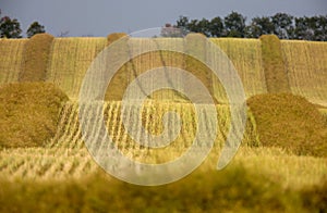 Harvest Canola Swath Saskatchewan photo