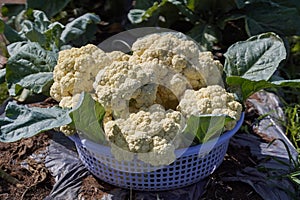 Harvest cauliflowers put it on the plastic basket