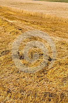 Harvest cereals , reaped