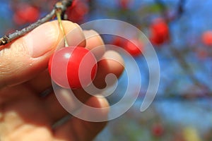 Harvest Cherry