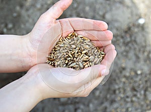 Harvest, close up of child`s hands holding wheat grains