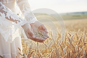 Harvest, close up of girl hands holding wheat grains. Agriculture and prosperity concept