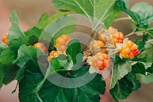 Harvest of cloudberry or rubus chamaemorus. Ripe marsh berries. Bushes with ripe yellow tasty Karelian berries