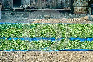 A harvest of coca leaves drying in the sun in rural Peru.