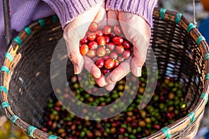 harvest coffee beans from the coffee farm