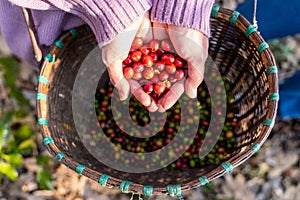 harvest coffee beans from the coffee farm