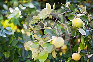 Harvest concept. Quince Cydonia oblonga. Ripe fruit quinces on tree. Quince closeup. Organic natural quince apples on tree for aut