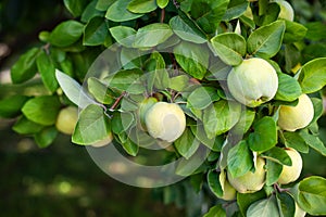 Harvest concept. Quince Cydonia oblonga. Ripe fruit quinces on tree. Quince closeup. Organic natural quince apples on tree for aut