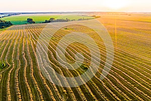 Harvest concept. Straw lines on farmland, aerial landscape. Rural scenery