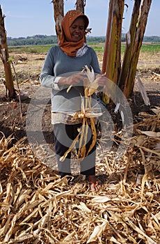 Harvest corn