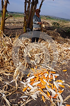 Harvest corn