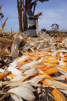 Harvest corn