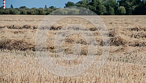 Harvest Cornfield in Germnay photo