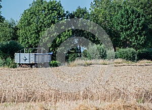 Harvest Cornfield in Germnay photo