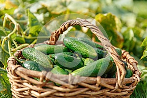 Harvest cucumbers in a basket. Fresh vegetables from the garden. Farmer's Market