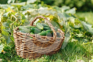 Harvest cucumbers in a basket. Fresh vegetables from the garden. Farmer's Market