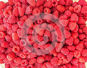 Harvest delicious raspberries. Red and delicious raspberry berry