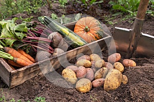 Harvest of different organic vegetables in wooden box on soil in garden. Freshly harvested carrot, beetroot, pumpkin, potatoes