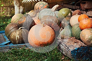 Harvest of different pumpkins in countryside, vintage style and rustic background. Halloween theme or autumnal vegetable market.