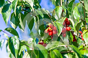 harvest of dogwood berries on the tree. Selective focus.