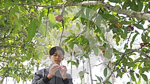 Harvest and eat fresh red guava. relaxing holiday in the orchard