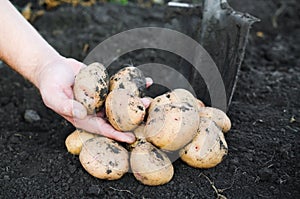 Harvest ecological potatoes in in farmer`s hands