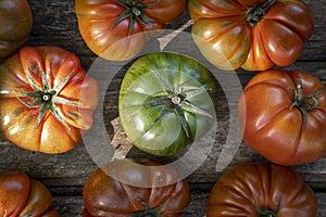 Harvest of an ecological urban tomato garden for production of kilometer zero in the area of the city of Barcelona photo