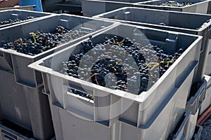 Harvest equipment and works in Saint-Emilion wine making region on right bank of Bordeaux, picking, sorting with hands and