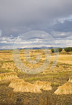 Harvest farmland