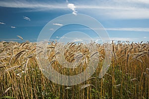 Before harvest - farmland