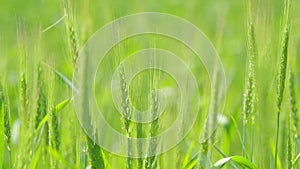 Harvest on fertile soil. Green wheat field at summer day. Agriculture industry. Close up. Slow motion.