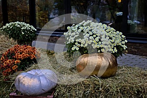 Harvest festival, bouquets of bright chrysanthemums are located near colored pumpkins of different sizes.